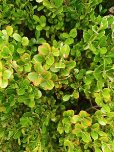 翠绿叶片植物特写