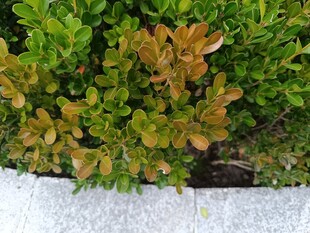 多彩叶片植物特写