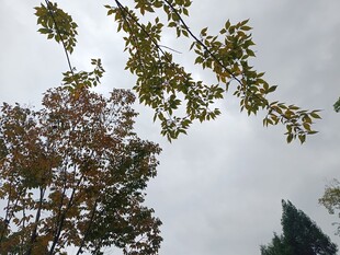 秋日树梢 