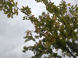 仰视枝叶繁茂的树木