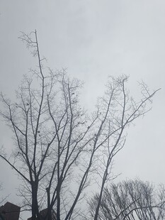 冬日枯树景象