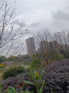 城市边的植被景观
