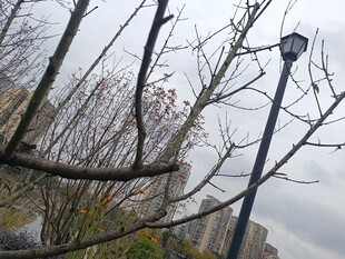 冬日光秃树枝旁的路灯