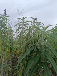 田野中的高大绿色植物