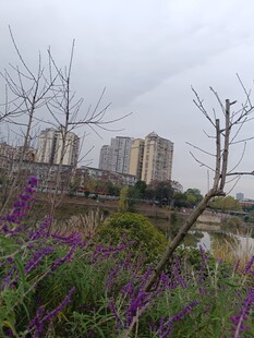 城市河畔紫色花卉景观