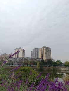 城市河畔紫色花卉景观
