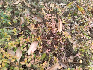 地面落叶与绿植景象