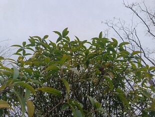 绿叶繁茂的枝头景象