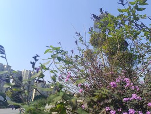 户外繁茂花草与蓝天景色