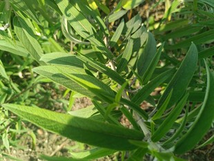 翠绿植物特写