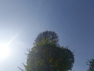 阳光下的葱郁树木