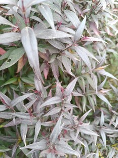 银边彩叶植物特写