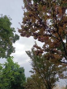 秋日树木景致