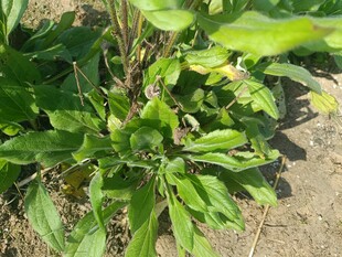 绿叶植物特写
