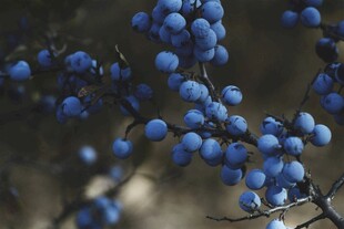 蓝紫色浆果特写
