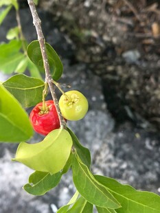 枝头鲜艳果实与绿叶