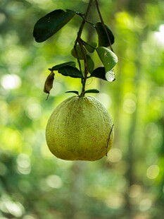 枝头青梨