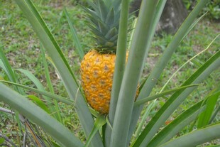 田间生长的成熟黄色菠萝