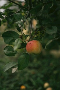 枝头鲜艳苹果