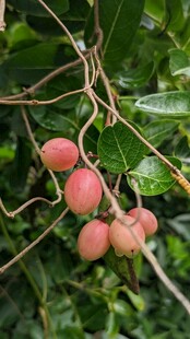枝头红果挂绿叶间