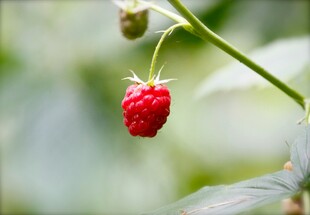 红嫩树莓挂枝间