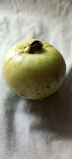 黄绿色番石榴果实特写