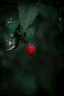 绿叶间的红果与昆虫
