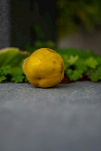 一颗黄柠檬置于绿植旁