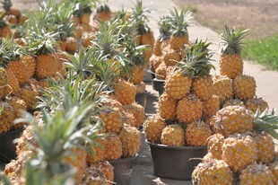 新鲜菠萝整齐堆放售卖