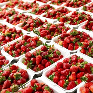 整齐摆放的新鲜盒装草莓