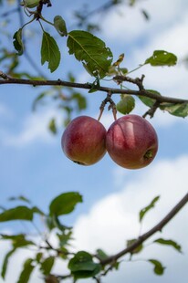 枝头双红苹果