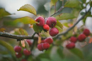 枝头红果挂绿叶间