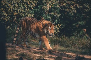 漫步林间的斑斓猛虎