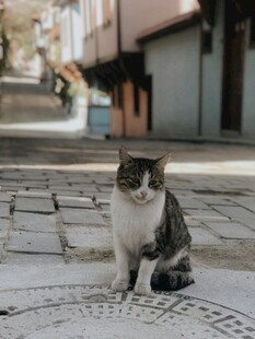 街道上的猫咪