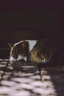 阳光下酣睡的可爱猫咪
