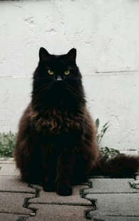 黑猫蹲坐于砖石地面