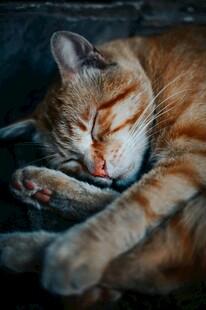 熟睡的橘猫