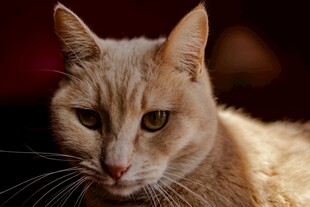橘猫特写