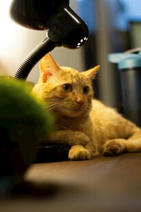 橘猫灯下慵懒休憩