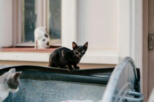 窗边可爱猫咪的温馨瞬间