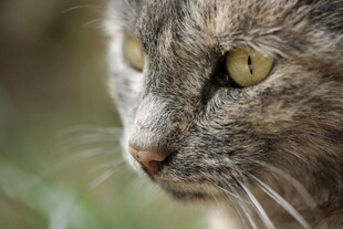 灰猫特写