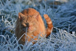 阳光下橘猫在霜草中玩耍