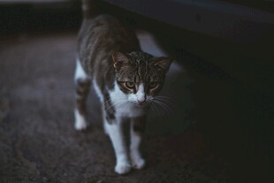行走的斑纹猫咪