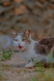 张嘴的可爱猫咪