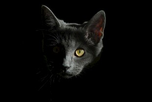 黑猫凝视