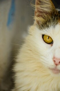 黄眼白棕猫特写