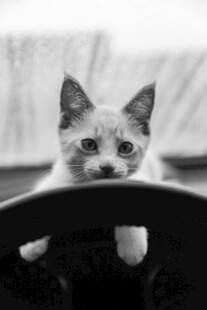 好奇小猫探头张望