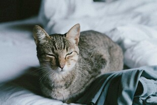 慵懒猫咪惬意躺卧