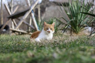 草地上的可爱三色猫咪