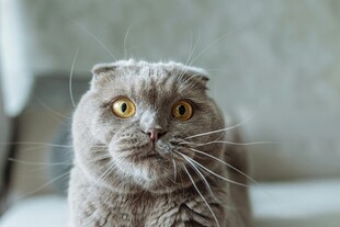 呆萌折耳猫的好奇瞬间
